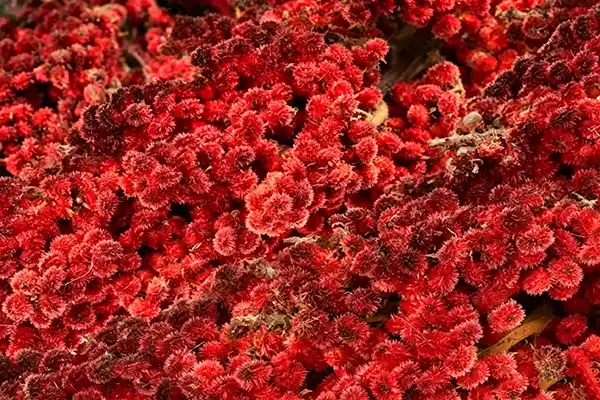 Does Astaxanthin Powder And Oil Help Protect Heart Health?